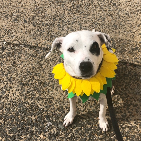 Meet your Posher, Alexa - Picture 1 of 1